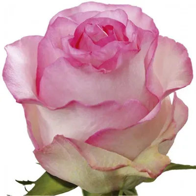 Изображение Белла вита розы: сделайте вашу страницу уникальной