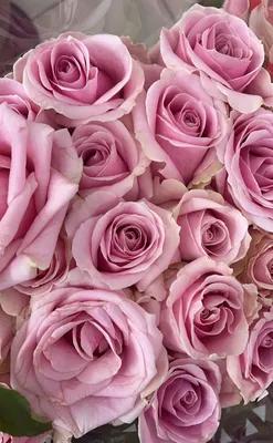 Фото роз в белых и розовых тонах - выберите свой стиль