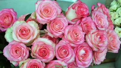 Розы в бело-розовых оттенках - ваш выбор для скачивания