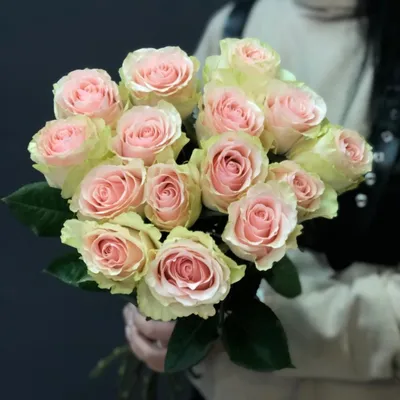 Изображения роз в белом и розовом - выбирайте и наслаждайтесь красотой