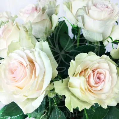 Бело розовые розы - скачайте в формате, который вам удобен