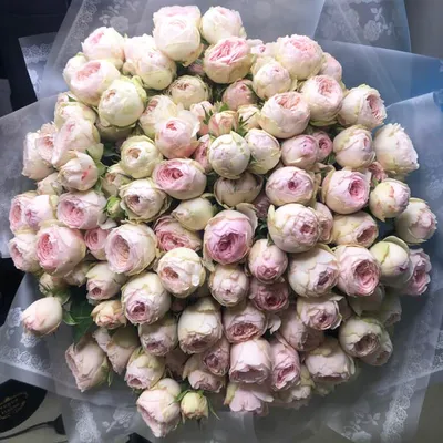 Фото роз в белых и розовых цветах - наслаждайтесь красотой природы