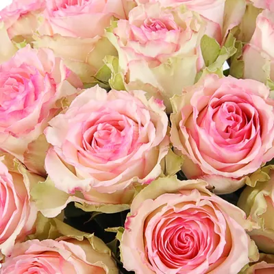Розы в бело-розовых оттенках - выберите свой идеальный размер