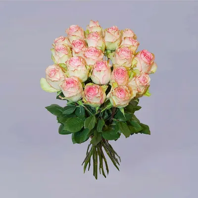 Фотографии бело розовых роз - создайте атмосферу красоты и гармонии