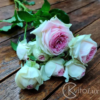 Бело розовые розы - картины природы для ваших глаз
