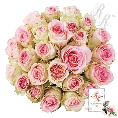 Бело розовые розы - идеальный выбор для ваших проектов и декора