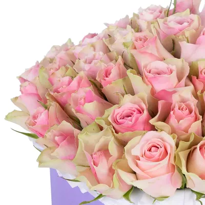 Фото роз в белых и розовых цветах - элегантность и изысканность в каждой детали