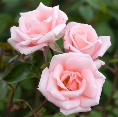 Фото, картинка, изображение роз в бело-розовых оттенках - выберите свое предпочтение