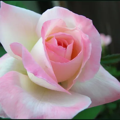 Разнообразие форматов для скачивания фото роз в белом и розовом
