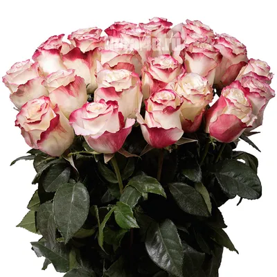 Фотографии бело розовых роз - прекрасные картины природы