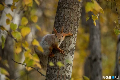 Фото белочки в лесу: красота природы в одном снимке