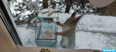 Зимний чарующий мир: белочки на фотографиях