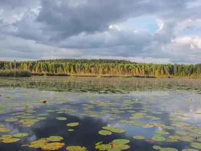 Фото Белого озера Пенза в 4K разрешении