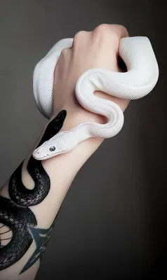 Белая змея в высоком разрешении - jpg