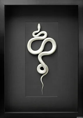 Белая змея в деталях - png