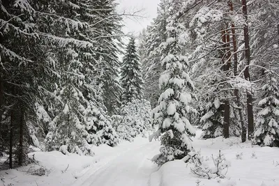 Погружение в зимнюю природу: скачивайте WebP фото Беловежской пущи