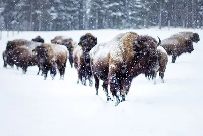Лучшие снимки зимней природы: выберите размер и формат (JPG)