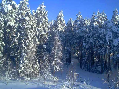Зимняя красота Беловежской пущи: выберите WebP для лучшей четкости