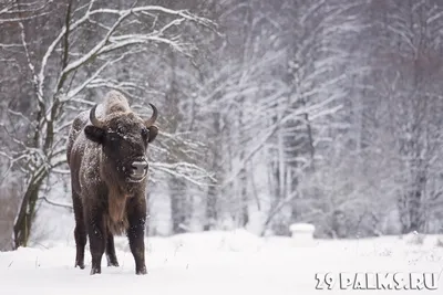 Зимние чудеса природы: JPG формат для скачивания фото Беловежской пущи