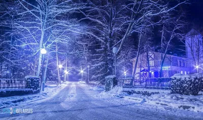Фотоальбом Беловежская пуща зимой: выберите WebP для наилучшего качества