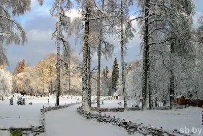 Фотографии зимнего леса в Беловежской пуще: JPG формат на выбор