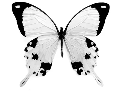 Фото белых бабочек в формате JPG