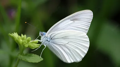 Фото белых бабочек в формате PNG