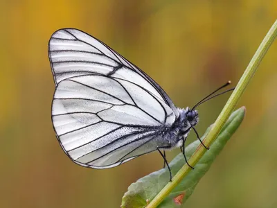 Фотография белых бабочек высокого разрешения