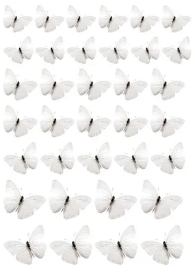 Изображение белых бабочек в формате PNG