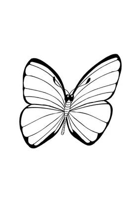 Фото белых бабочек в высоком качестве в формате JPG
