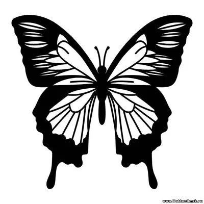 Изображение бабочек в формате PNG для скачивания