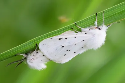 Фотография белых бабочек для скачивания в формате WebP