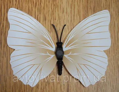 Фотография белых бабочек в формате JPG высокого разрешения