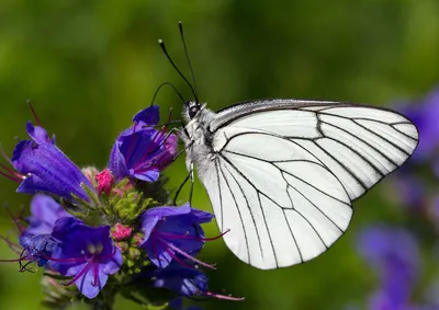 Картинка белых бабочек в формате WebP для загрузки