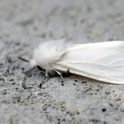 Фото белых бабочек в высоком качестве и разрешении