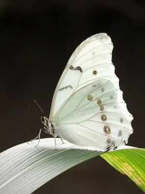 Фотка белых бабочек в формате WebP для скачивания