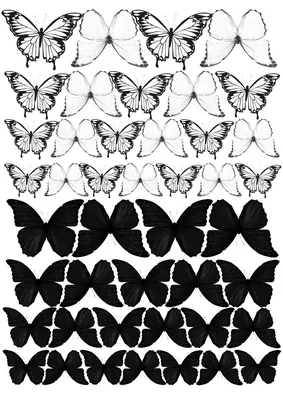 Фото белых бабочек в формате JPG с оптимальным сжатием