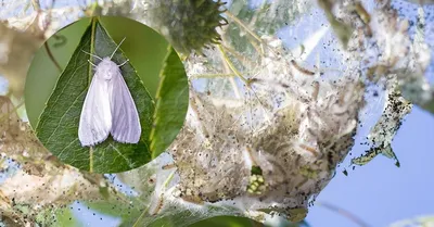 Фото белых бабочек в формате JPG для скачивания с быстрым доступом