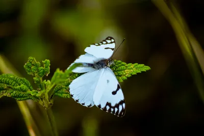 Изображение белых бабочек в формате PNG с максимальным качеством