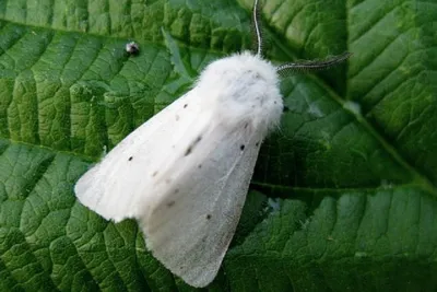 Фотография белых бабочек для скачивания в формате WebP со сжатием