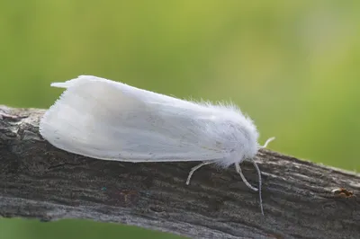 Фото белых бабочек в формате PNG с прозрачностью и высоким разрешением