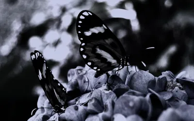 Фотография белых бабочек в формате JPG высокого разрешения с оптимальным сжатием
