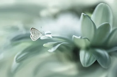 Фото белых бабочек в формате PNG с оптимальным качеством для загрузки
