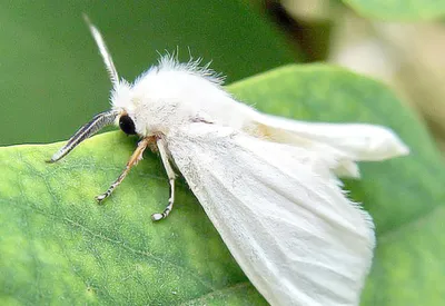 Фото белых бабочек в высоком качестве и разрешении в формате JPG