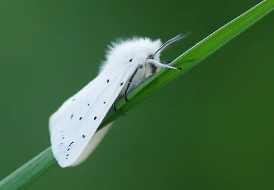Изображение бабочек в формате PNG с прозрачным фоном для скачивания
