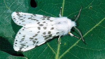 Фотография белых бабочек в формате WebP высокого качества с максимальным сжатием