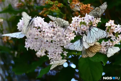 Бабочки на фото в различных размерах и форматах с описанием