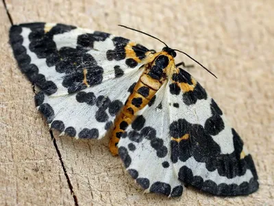 Фотография белых бабочек в формате JPG высокого разрешения с быстрым доступом
