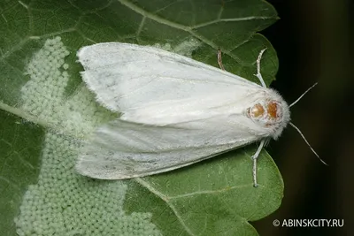 Фотография белых бабочек в формате WebP высокого качества и с максимальным сжатием
