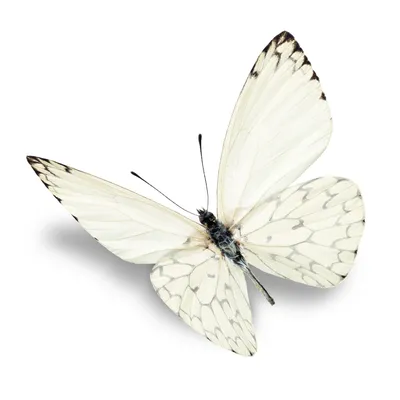 Фото белых бабочек высокого разрешения